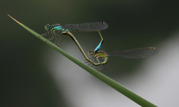 Ivan Vidakovic / Kopacki rit Nature Park - Mating dragonflies