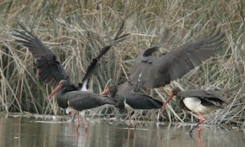 Attila Szabó / Duna-Dráva National Park - Black Storks