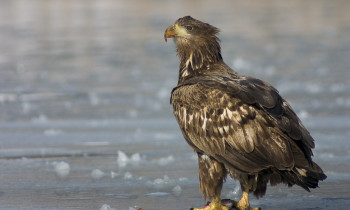 Bence Máté / Duna-Dráva National Park - White-tailed Eagle