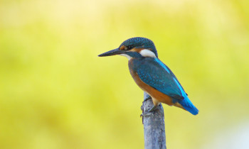 Sándor Völgyi / Duna-Dráva National Park - Common Kingfisher