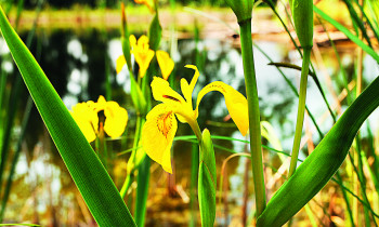 Dolecek / Donau-Auen National Park - Yellow iris