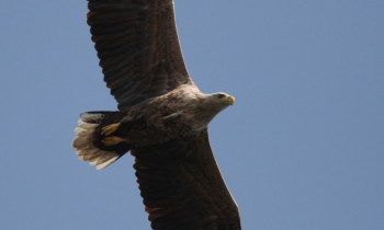 Hrvoje Domazetović / Kopački rit Nature Park - White-tailed Eagle