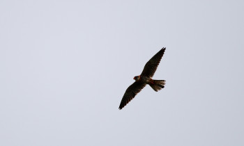 Ivan Vidakovic / Kopacki rit Nature Park - Red-footed falcon