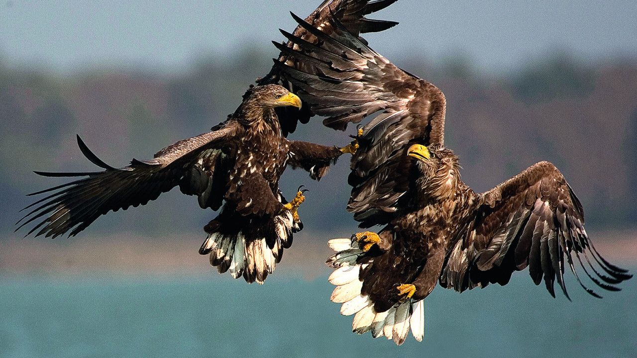 White-tailed Eagle conservation