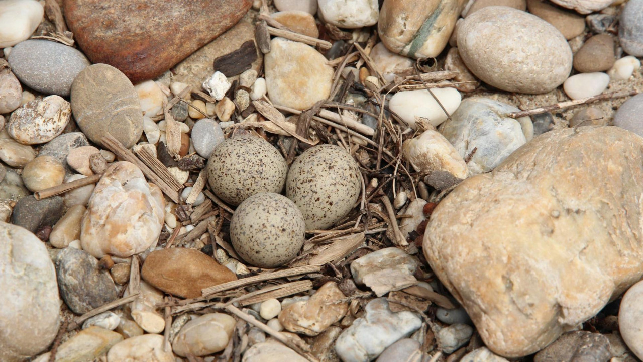 Inventory on gravel-nesting birds - DANUBE4all and WILDisland project sites