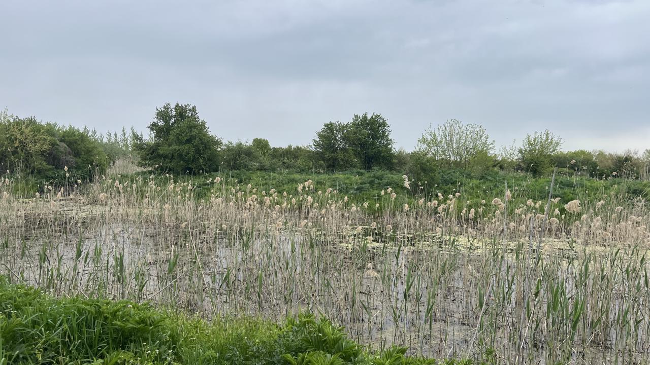 RRI-1: Exploring Opportunities to Restore the Water Regime of Kaikusha Wetland